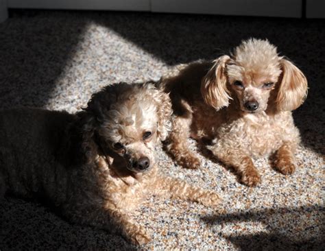 poodles for rehoming near me.